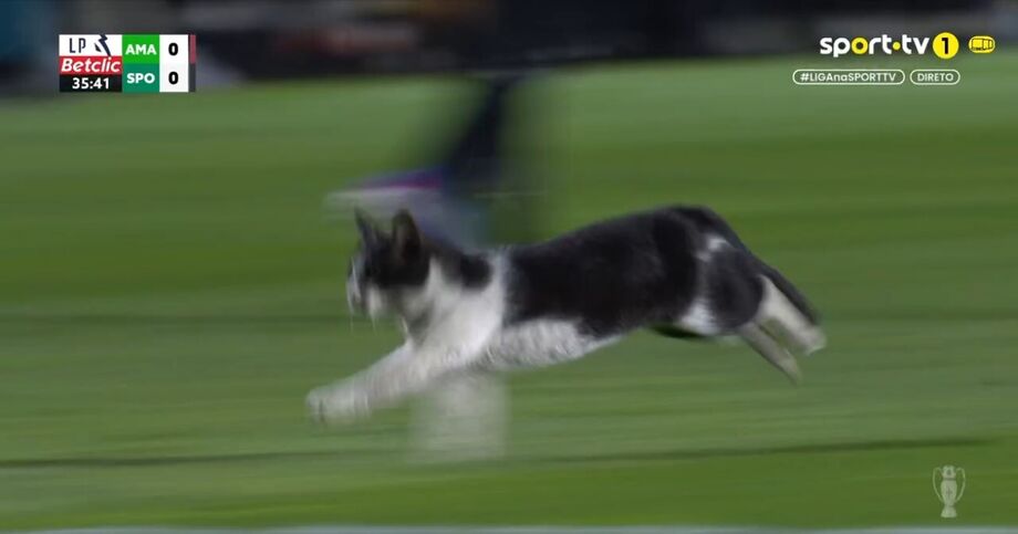 Gato invade relvado no E-Amadora-Sporting