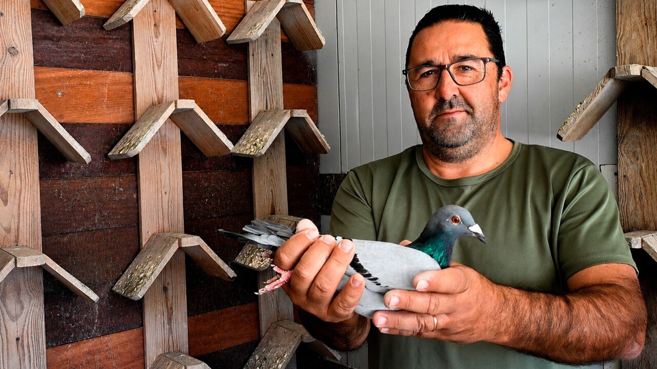 Hélder Bugalho e a pomba 'Bugalha' 