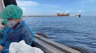 Imagens mostram de perto a operação de desembarque do navio afetado por hantavírus em Tenerife