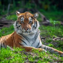 <![CDATA[ Tragédia na Alemanha: tigre da 