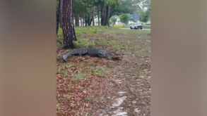 Autoridades capturam crocodilo com mais de três metros junto a zona residencial na Carolina do Norte