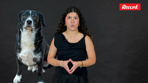 Caixinha da Bea: Um anjo, um cão e um caçador 