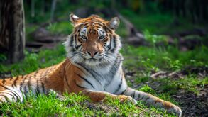 Tragédia na Alemanha. Tigre da "Rainha dos Tigres" foge e deixa homem gravemente ferido