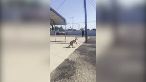 O momento em que canguru à solta no Texas acaba capturado pela polícia