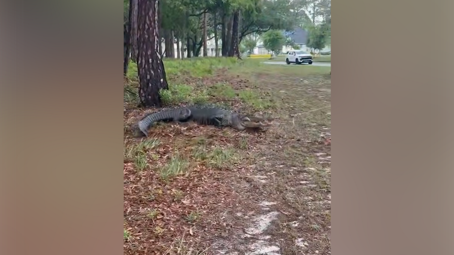 Animal transferido para uma zona mais remota em segurança