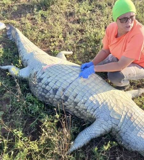 Crocodilo contém corpo de Gabriel Batista, empresário português desaparecido no rio Komati