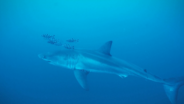 Imagens raras mostram tubarão-branco no Mar Mediterrâneo ao largo de Itália