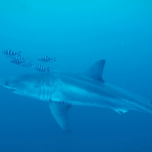 <![CDATA[ Imagens raras mostram tubarão-branco no Mar Medite