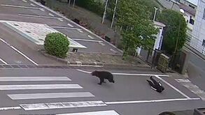 O momento em que urso persegue homem, empurra-o e acaba por fugir em plena rua no Japão