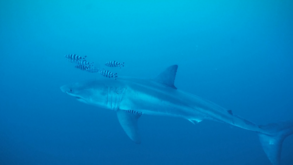 Imagens raras mostram tubarão-branco no Mar Mediterrâneo ao largo de Itália