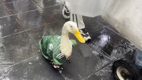 Pato Merlin torna-se na mascote viral do Mundial'2026