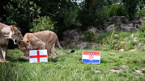 Qual será a sorte de Inglaterra na fase de grupos do Mundial'2026? Estes leões já fizeram as suas apostas 