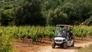 Passeio de carro de golfe em vinha com grupo em visita ao restaurante Sueste no Algarve