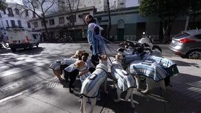 'La Perroneta': os cães que se vestem a rigor para apoiar a seleção Argentina no Mundial