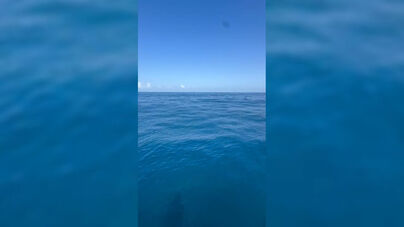 Avistado tubarão perto de embarcação ao largo da Nazaré