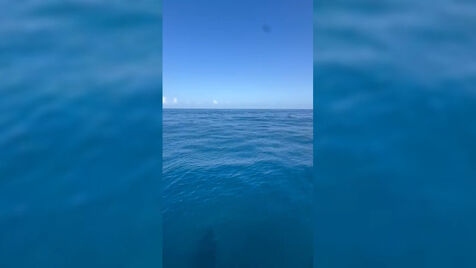 Avistado tubarão perto de embarcação ao largo da Nazaré