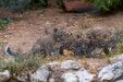 Três crias de leopardo-da-pérsia no zoo