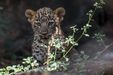 Cria de leopardo-da-pérsia, conhecida como o zoo, no seu primeiro verão