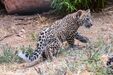 Filhote de leopardo-persa caminha num chão de terra com vegetação