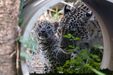 Um filhote de leopardo-da-pérsia olha para o lado, a mãe por perto