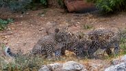 Três crias de leopardo-da-pérsia no zoo