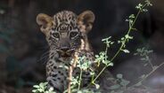 Cria de leopardo-da-pérsia, conhecida como o zoo, no seu primeiro verão
