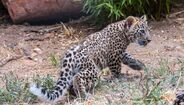 Filhote de leopardo-persa caminha num chão de terra com vegetação