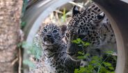 Um filhote de leopardo-da-pérsia olha para o lado, a mãe por perto