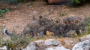 Três crias de leopardo-da-pérsia no zoo