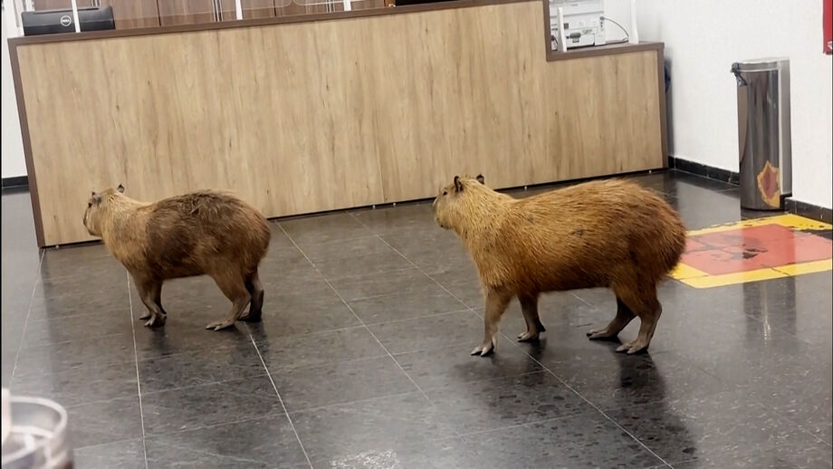 Os animais, habituais visitantes da zona devido à proximidade de um parque urbano, foram filmados por uma funcionária pública