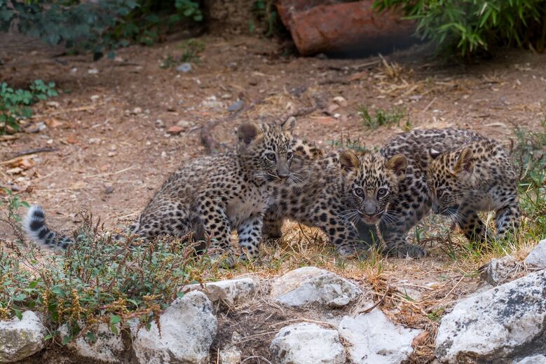 Três crias de leopardo-da-pérsia no zoo