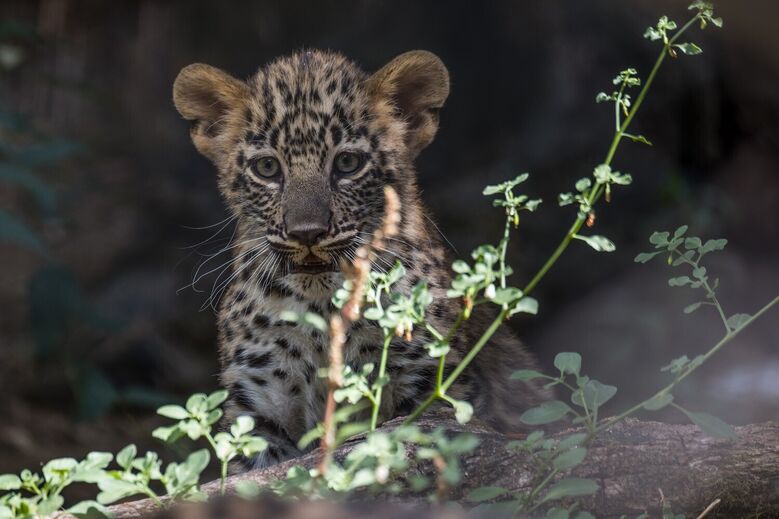 Cria de leopardo-da-pérsia, conhecida como o zoo, no seu primeiro verão