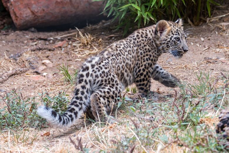 Filhote de leopardo-persa caminha num chão de terra com vegetação