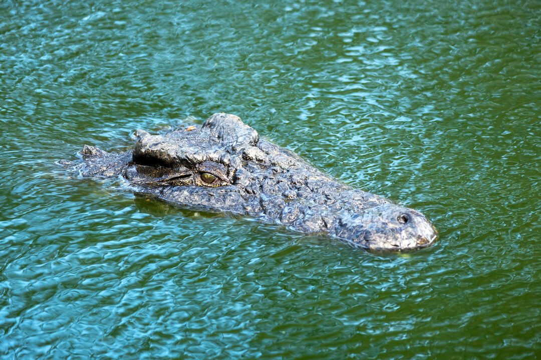 Crocodilos no rio e remos na água. Este será um dos cenários mais insólitos dos Jogos Olímpicos de 2032