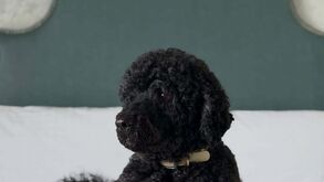 Nunca mais ninguém esquecerá Sunny. Morreu a cadela de água portuguesa de Barack Obama