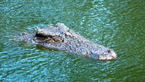 Crocodilos no rio e remos na água. Este será um dos cenários mais insólitos dos Jogos Olímpicos de 2032