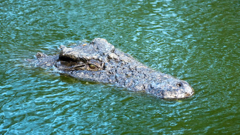Crocodilos no rio e remos na água. Este será um dos cenários mais insólitos dos Jogos Olímpicos de 2032